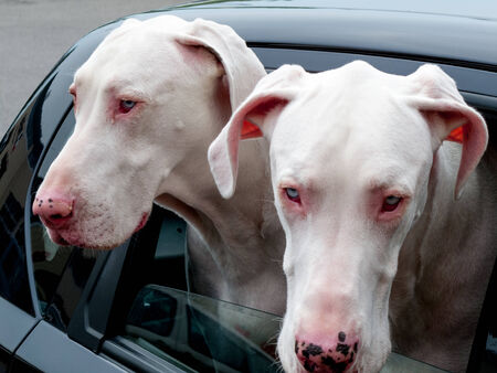 Two Great Danes peeking through a window of a carの写真素材