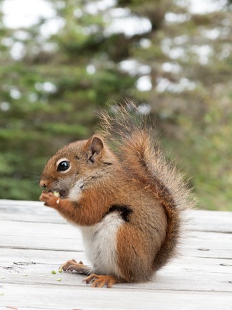 Close-up of a Squirrel feedingの写真素材