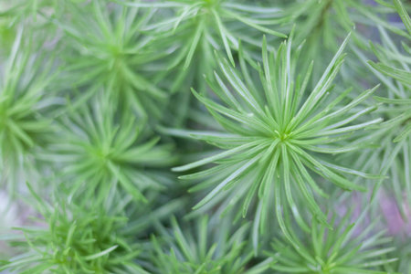 Full frame of green plants in the outdoors Conservatory garden during the Christmas season at Allan...