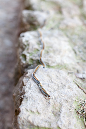 Caterpillars crawling in a row on rock surface, Barcelona, Catalonia, Spainの写真素材