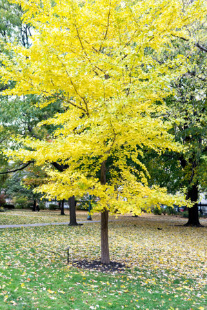 Aspen trees during autumn in park