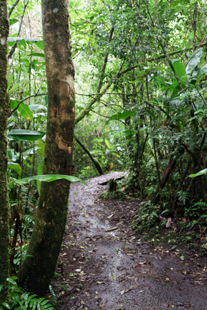 Dirt road passing through forest, Costa Ricaの写真素材