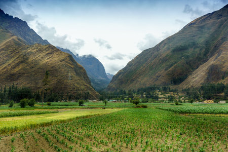 Crop in a field with mountain range in background, Cusco, Peru