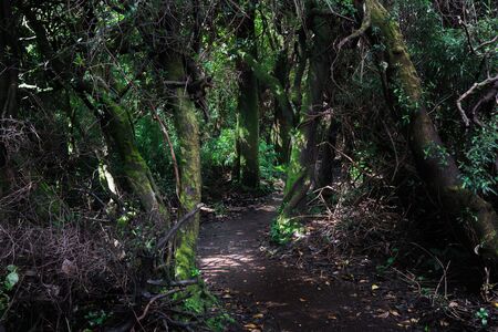 Colour Image, Photography, Day, Outdoors, No People, Horizontal, Tranquillity, Tranquil Scene, Nature, Non-urban Scene, Scenics, Idyllic, Forest, Lush, Rainforest, Majestic, Awe, Dirt Road, Travel, Wood - Material, Single Track, Tree Canopy, Spooky, Dirt の写真素材