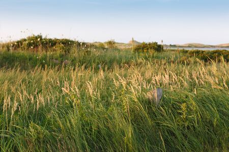 Landscape, Grass, Green, Lake, Lakeshore, Cloud - Sky, Grass Area, Colour Image, Photography, Day, Outdoors, Nature, Scenics, Non-urban Scene, Tranquillity, Tranquil Scene, Beauty In Nature, Prince Edward Island, Canada, Sky, Travel Destinations, Travel, の写真素材