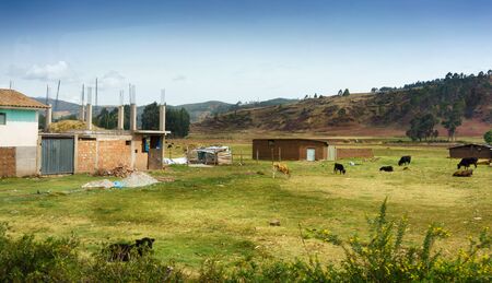 Animal, Animal Themes, Architecture, Building - Activity, Built Structure, Cattle, Colour Image, Construction, Construction Site, Cow, Cusco City, Day, Domestic Animals, Domestic Cattle, Farm, Field, Grass, Grazing, Herbivorous, Hill, Horizontal, House, Iの写真素材