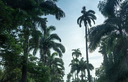 Colour Image, Photography, Dusk, Outdoors, No People, Horizontal, Sky, Nature, Scenics, Idyllic, Green, Tree, Palm Leaf, Palm Tree, Environment, Tropical Climate, Low Angle View, Tall - High, Beauty In Nature, Trinidad - Trinidad And Tobago, Trinidad And の写真素材