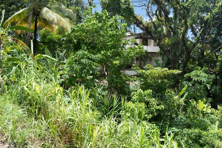 Banana Tree, Colour Image, Day, Green, Growth, Horizontal, Nature, No People, Outdoors, Palm Tree, Photography, Plant, Sunlight, Town, Tranquillity, Tree, Trinidad And Tobago, Trinidad - Trinidad And Tobago, Island, Lushの写真素材