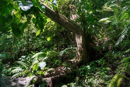 Awe, Beauty In Nature, Branch, Colour Image, Day, Environment, Fern, Forest, Green, Growth, Horizontal, Lush, Majestic, Nature, No People, Non-urban Scene, Outdoors, Photography, Plant, Root, Scenics, Sunlight, Tranquil Scene, Tranquillity, Travel, Travelの写真素材