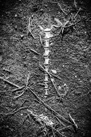 Stone and mud with plant stemの写真素材
