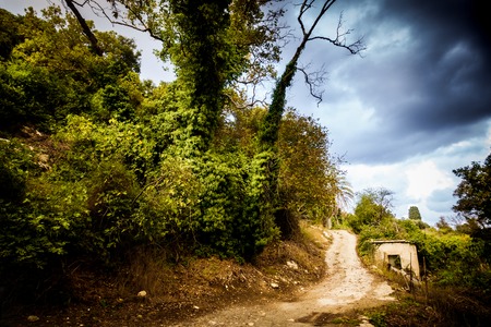 View of dirt road uphill besides lush foliage, Greeceの写真素材