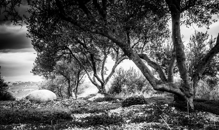 View of trees and lush foliage, Greeceの写真素材