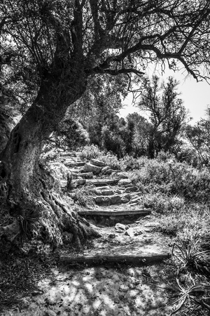Tree beside footpath against hill; Crete; Greeceの写真素材