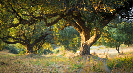 Trees in forest, Crete, Greeceの写真素材