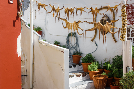 Octopus drying outdoorsの写真素材