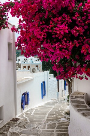 Narrow alley by buildings and tree; Paros; Greeceの写真素材