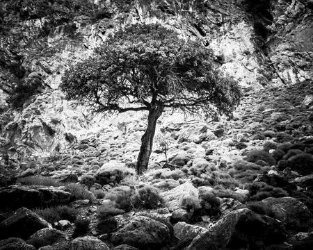 Tree on rocky cliff; Crete; Greeceの写真素材