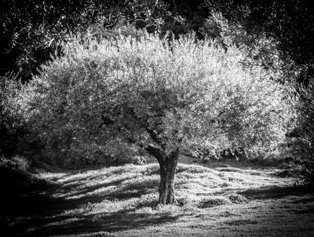 View of a tree with lush foliage in background in autumn, Greeceの写真素材