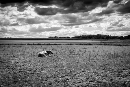 Cow sitting on field against sky; Belgiumの写真素材