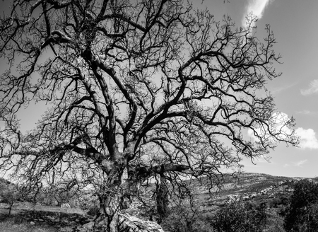 View of a bare tree on mountainous region Crete Greece Europeの写真素材