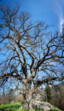 View of a bare tree on mountainous region Crete Greece Europeの写真素材