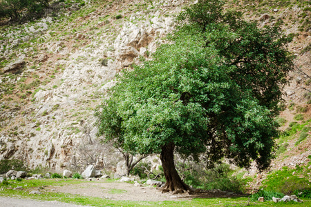 Tree against hill Crete Greeceの写真素材