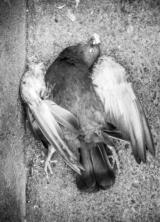 Top view of dead pigeon Crete Greece Europeの写真素材