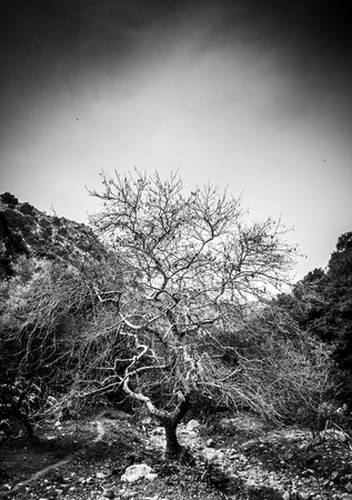 Bare tree against hill Crete Greeceの写真素材