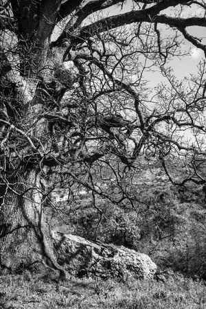 View of a bare tree on mountainous region Crete Greece Europeの写真素材