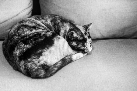 A cat sleeping on the sofa  Crete Greece Europeの写真素材