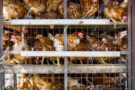 Close-up of roosters in birdcage on transportation Crete Greece Europeの写真素材