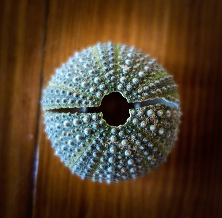 Close-up of seashell on table, Crete, Greeceの写真素材