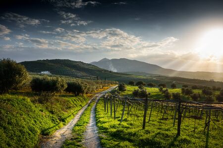 Tire track on agricultural landの写真素材