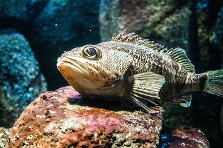 Extreme close-up of fish under waterの写真素材