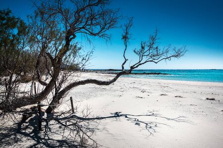 Bare tree on seashore by blue sea waterの写真素材