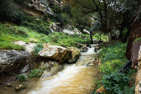 Scenic view of stream flowing in forestの写真素材