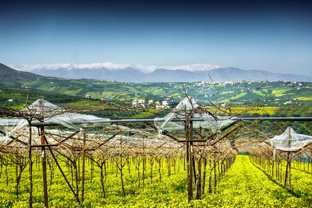 Bare trees covered with plastic with view of agricultural field in backgroundの写真素材