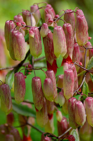 Flowerの写真素材