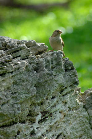 Bird on Rockの写真素材