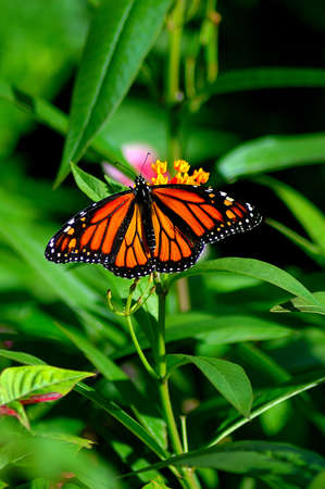 Butterfly on Flowerの写真素材