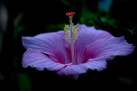 Bermuda Hibiscusの写真素材