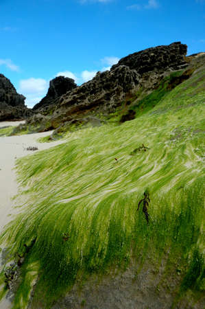 Bermuda Beach Duneの写真素材