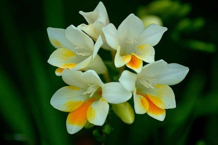 Bermuda Flower の写真素材