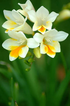 Bermuda Flower の写真素材