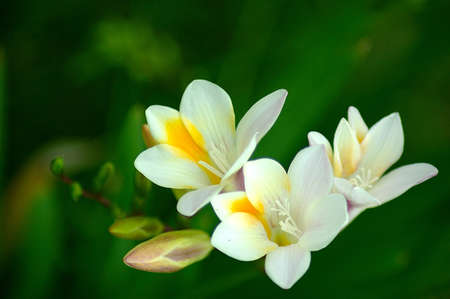 Bermuda Flowerの写真素材