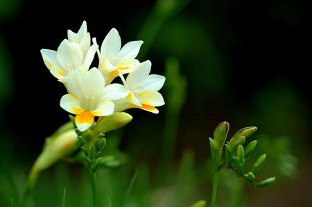 Bermuda Flower 4の写真素材