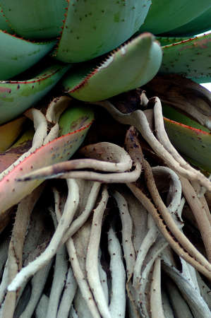 Bermuda Cactus with Rootsの写真素材