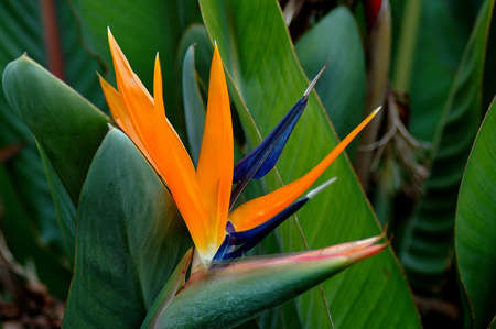 Bermuda Bird of Paradise Flowerの写真素材