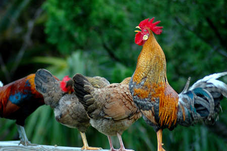 Bermuda Wild Chickensの写真素材