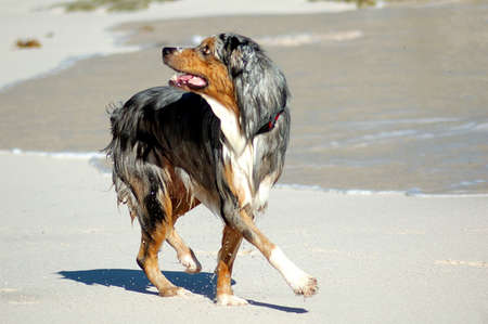 Bermuda Dog Playing on Beach の写真素材